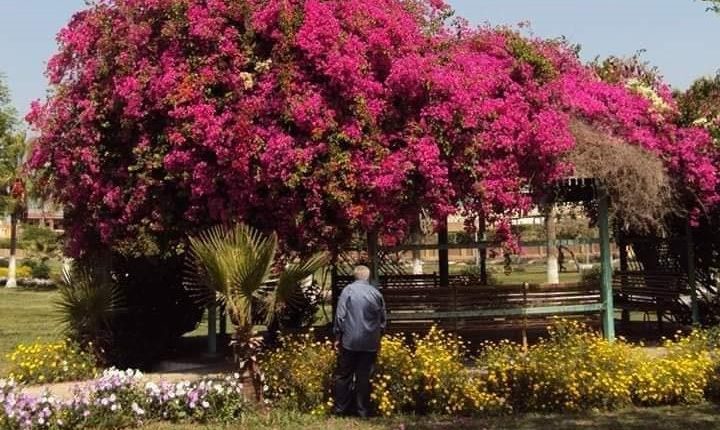 مسطحات خضراء